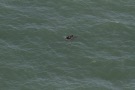 Missing Picture